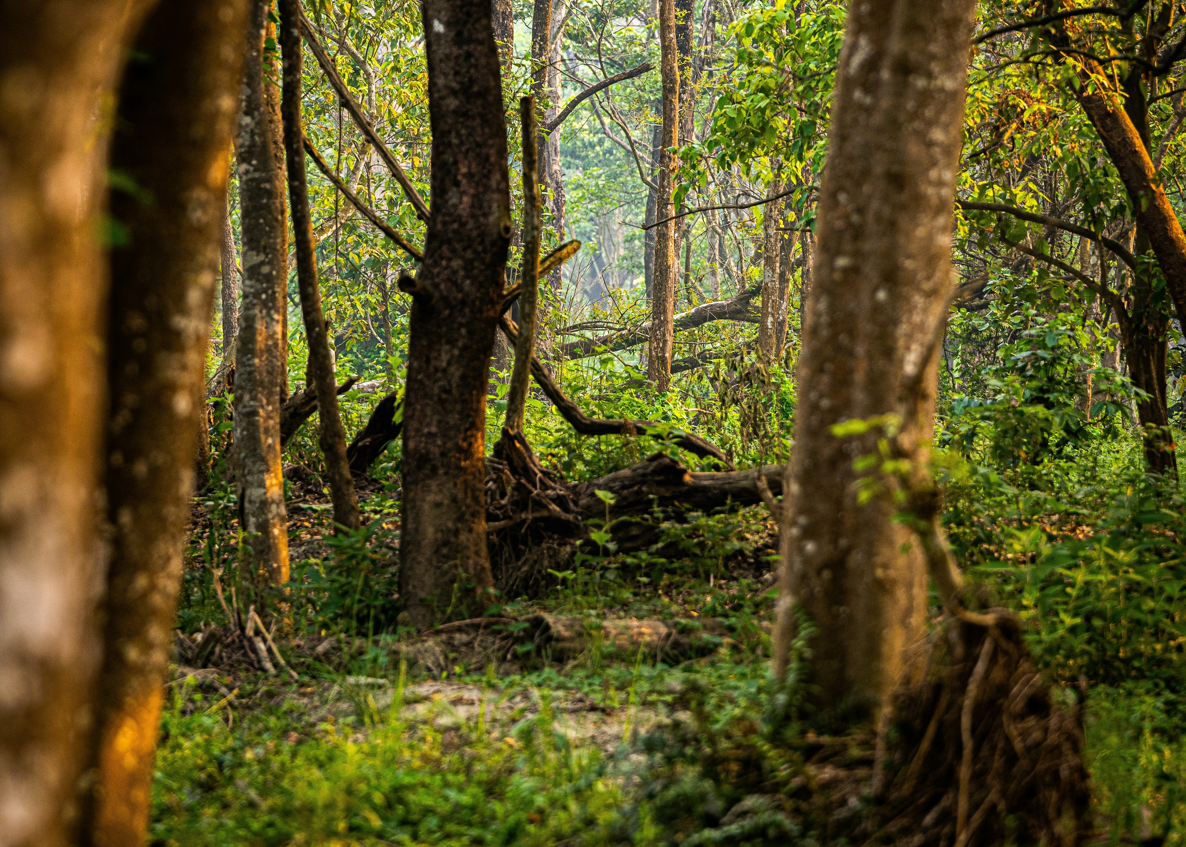 Image for Tour: KATHMANDU-CHITWAN-KATHMANDU